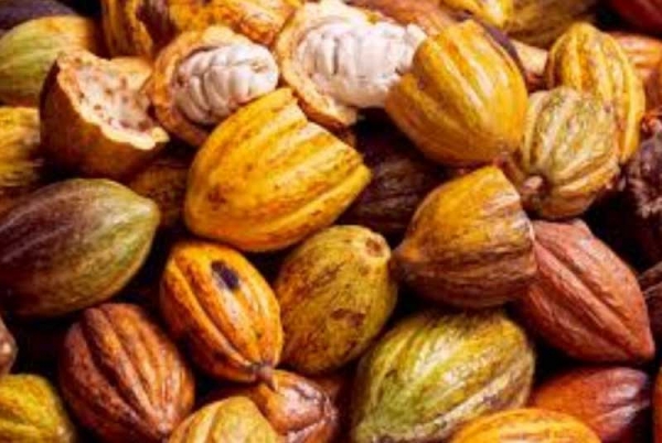 Fuite du cacao vers le Ghana: 77 tonnes de cacao saisies par la douane