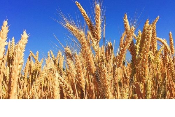 L’UE convertit chaque jour 10 000 tonnes de blé en biocarburant malgré les risques sur la sécurité alimentaire mondiale