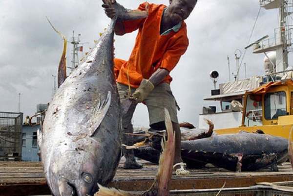 La Côte d’Ivoire, 2ème pays exportateur mondial de la filière thon