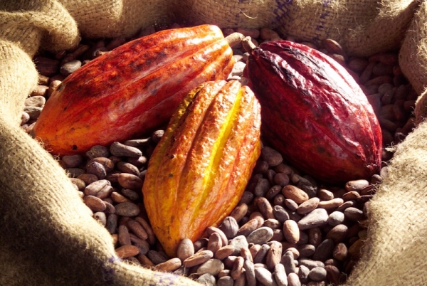 1,4 million de tonnes de cacao sont attendus au terme de la campagne principale en Côte d’Ivoire