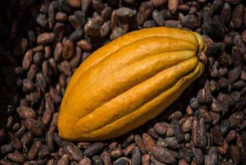 Le prix fixé du cacao va rapporter 1.100 milliards FCFA aux producteurs