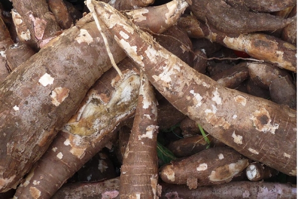 Une usine de transformation de manioc de 31 milliards FCFA annoncée pour 2019