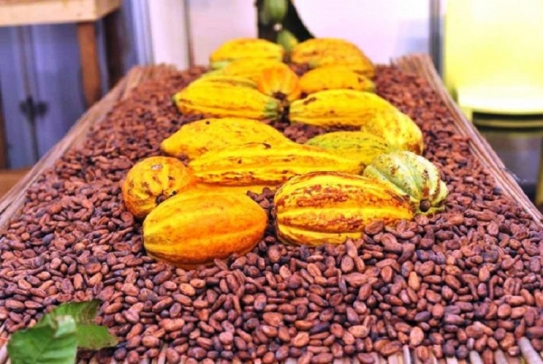 La récolte globale de Cacao pourrait franchir pour la première fois le cap des 5 millions de tonnes en 2020/2021