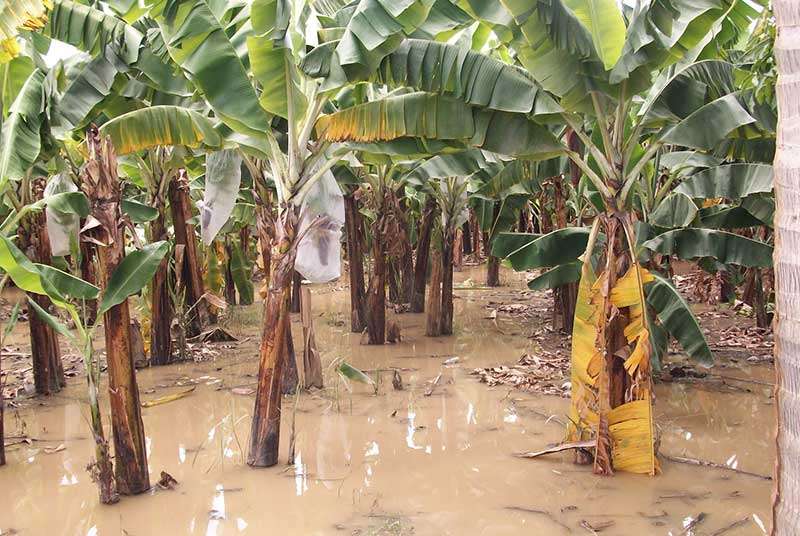 Pluies diluviennes : menace sur les exportations de banane
