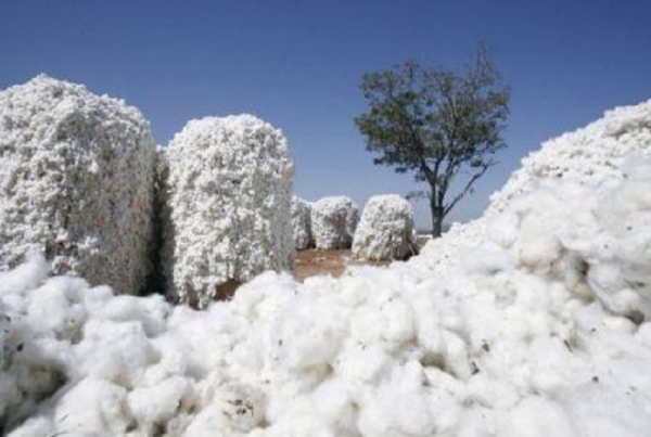 La Côte d’Ivoire anticipe une récolte record de 520 000 tonnes de coton en 2020/2021