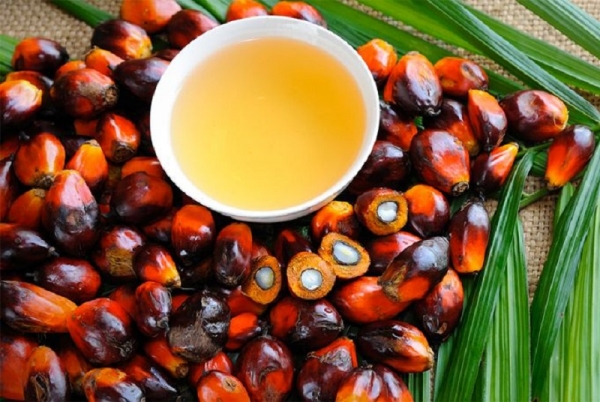 Forte baisse du prix d’achat palmier à huile