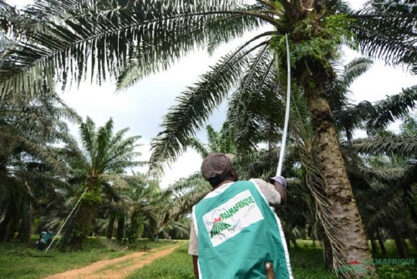 Palmier à huile : Palmafrique innove avec la gestion informatisée de ses plantations