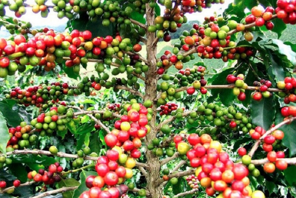 Un fonds spécial de 150 millions de dollar pour relancer la production caféière en Afrique