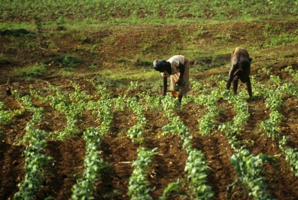 Abidjan accueillera le premier forum &quot;Leadership pour l’agriculture&quot; le 28 novembre prochain