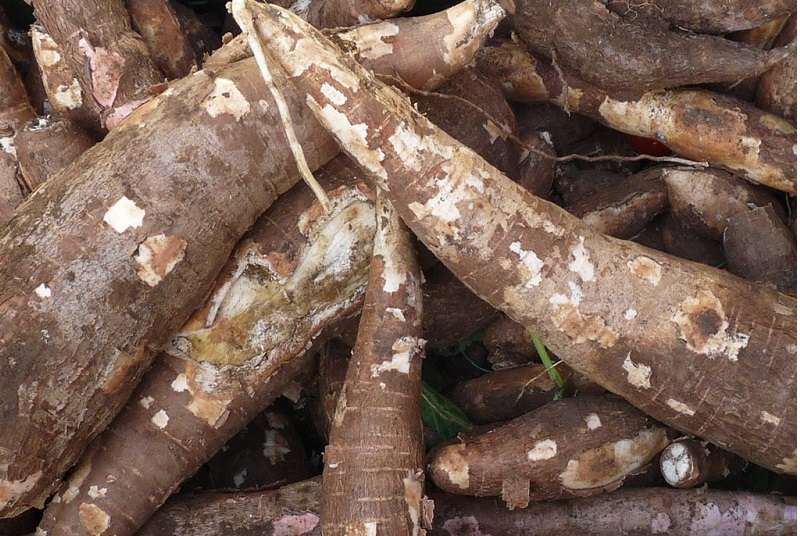 Côte d’Ivoire: «  Manioc business Forum », une plateforme pour valoriser le manioc ouvert à Abidjan