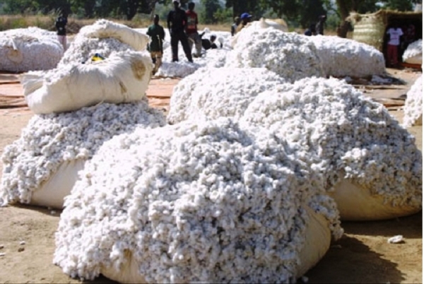 Le prix du coton fixé à 300 F cfa/Kg pour la campagne 2019