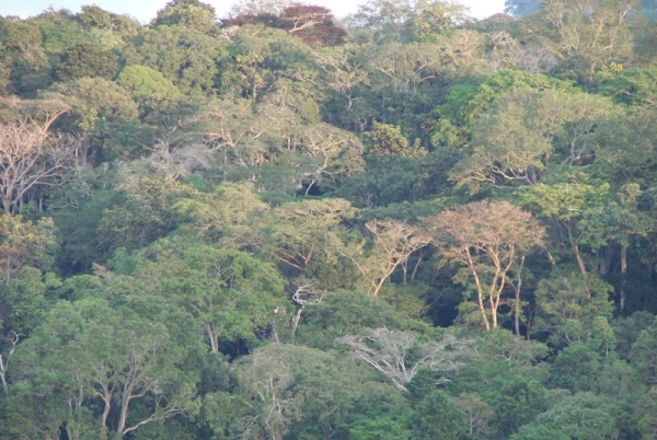 La banque mondiale octroie 15 millions de dollars pour préserver la forêt ivoirienne