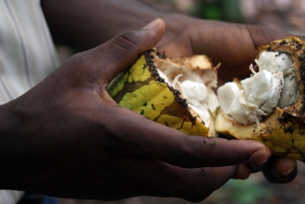 Le différentiel de revenu décent sur le cacao en Côte d’Ivoire va durer