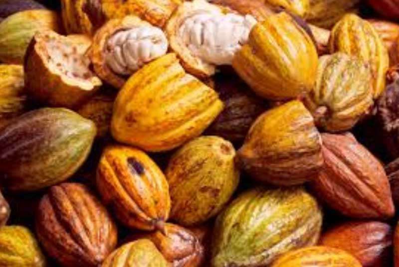 Non-respect du prix d’achat bord champ du cacao: le conseil café-cacao mis en cause