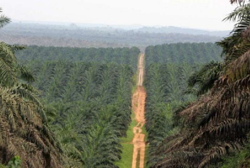 Bientôt, les palmiers ivoiriens produiront de l’électricité.
