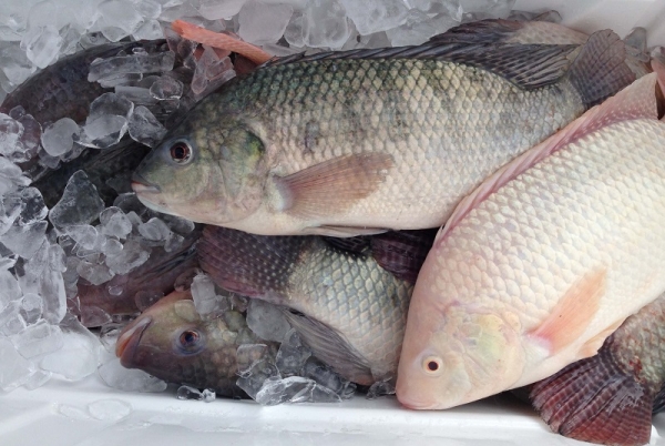 La Côte d’Ivoire interdit l’importation du poisson tilapia où sévit le virus de lac du tilapia