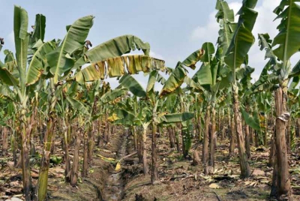 Le secteur de la banane retrouve le sourire