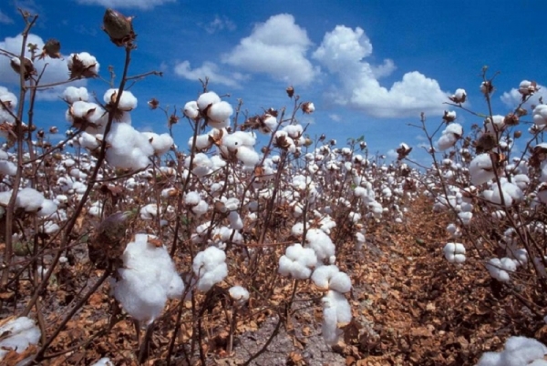 Une récolte de 500 000 tonnes de coton est attendue en 2019/2020 en Côte d’Ivoire