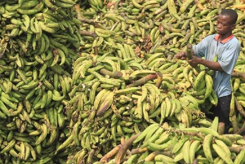 La Côte d’Ivoire perd son rang de 1er producteur africain de bananes