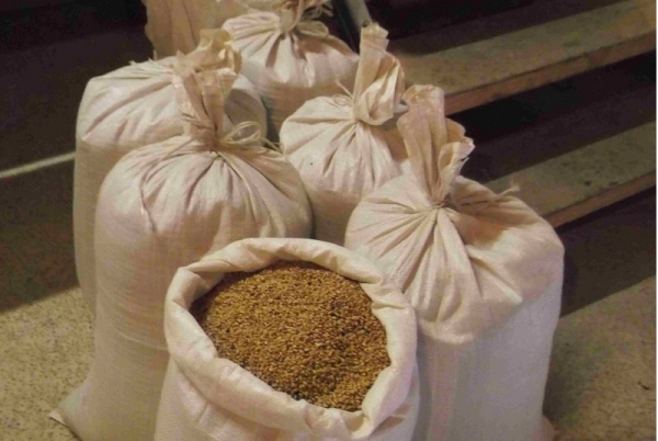 L’Afrique subsaharienne compte actuellement pour 10% des importations globales de blé   