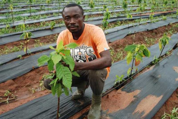 Des Français investissent dans le cacao en Côte d&#039;Ivoire