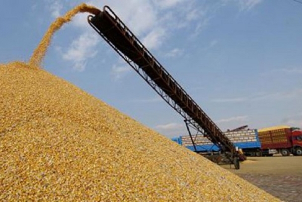 La production céréalière de l’UEMOA évaluée à 31,180 millions de tonnes