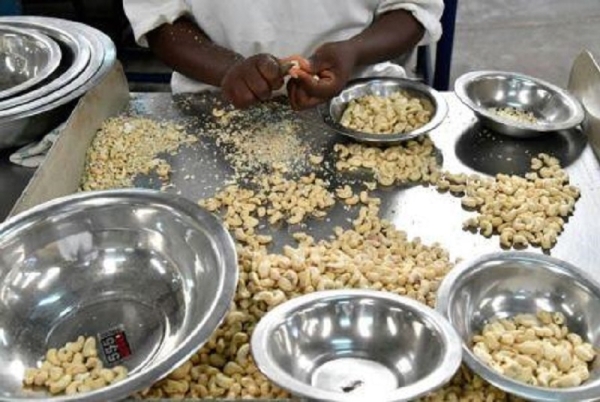 En 2021, la Côte d’Ivoire est devenue le 3ème transformateur mondial de noix de cajou