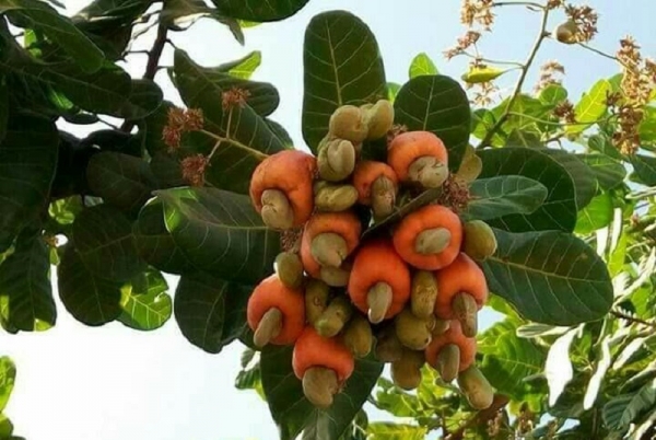 Le gouvernement annonce une zone industrielle à Korhogo pour booster la production de l’anacarde