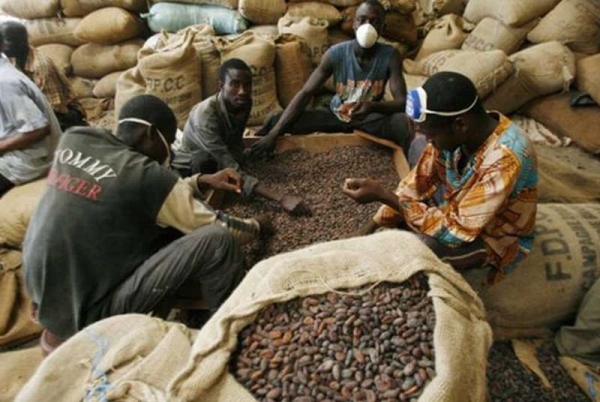 Nouvelle grogne des exportateurs locaux contre le Conseil Café Cacao