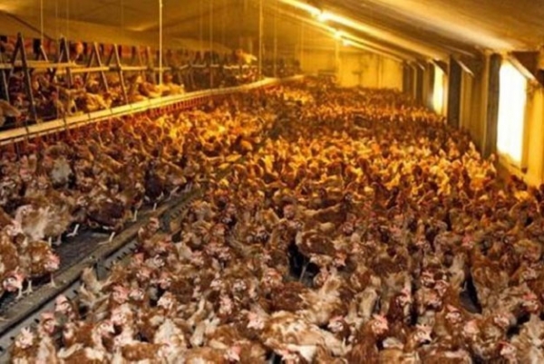 La grippe aviaire menace 50 000 emplois en Côte d’Ivoire