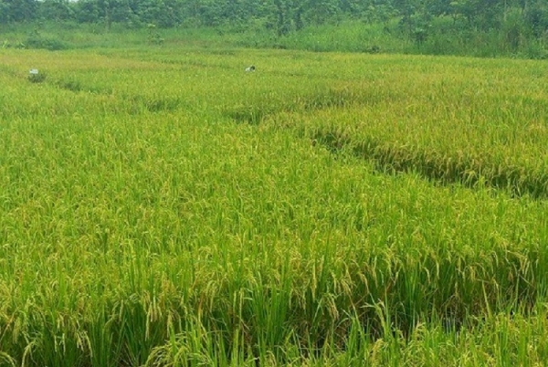 Le projet de production et de traitement de semences certifiées de riz en Côte d’Ivoire officiellement lancé