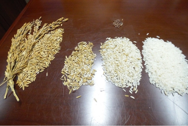 La production de riz blanchi devrait rester à 1 million de tonnes en 2022/2023