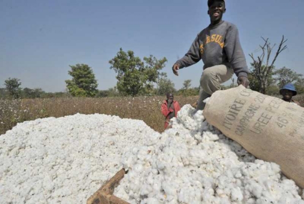 Côte d’Ivoire : faut-il interdire l’exportation du coton ?