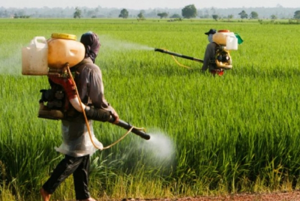 Près de 90% des pesticides frauduleux entrent en Côte d’Ivoire par la frontière Est