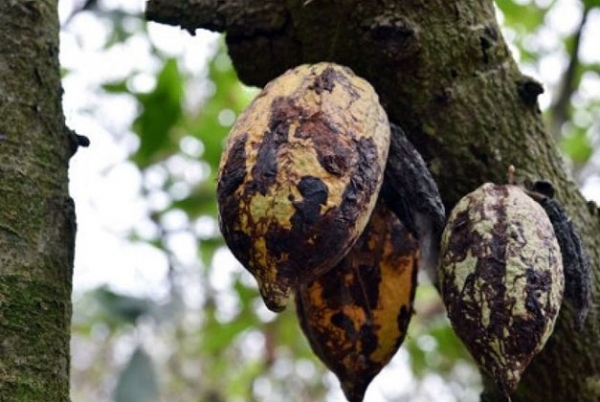 Plus de 105 millions d’hectares de cacao arrachés en Côte d’Ivoire dans le cadre de la lutte contre le swollen shoot