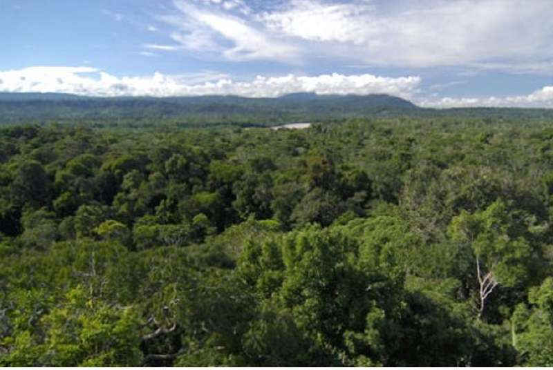 650.000 arbres plantés en 1 seul jour en Equateur