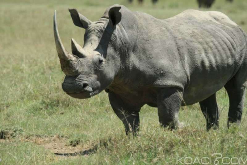 175 millions FCFA décaissés pour le transfèrement d'un rhinocéros qui perturbe depuis 4 ans la quiétude des habitants de M'Batto