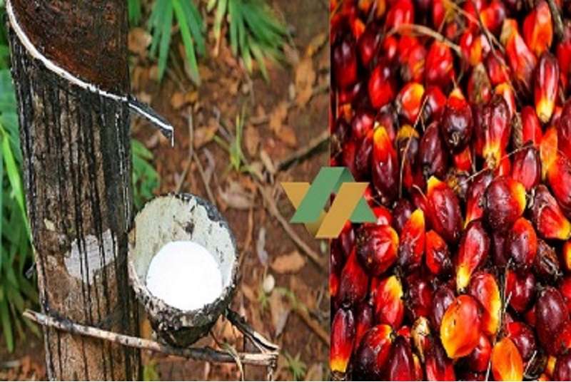 Le gouvernement annonce l’institution d’un organe unique de régulation des filières hévéa et palmier à huile