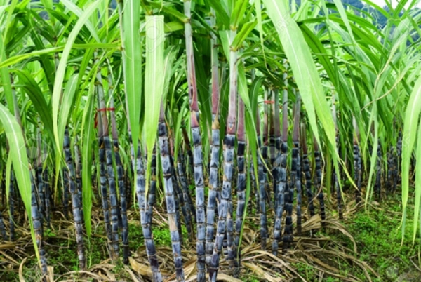 Un appui de 19 milliards FCFA de l’UE pour la relance du secteur sucrier ivoirien