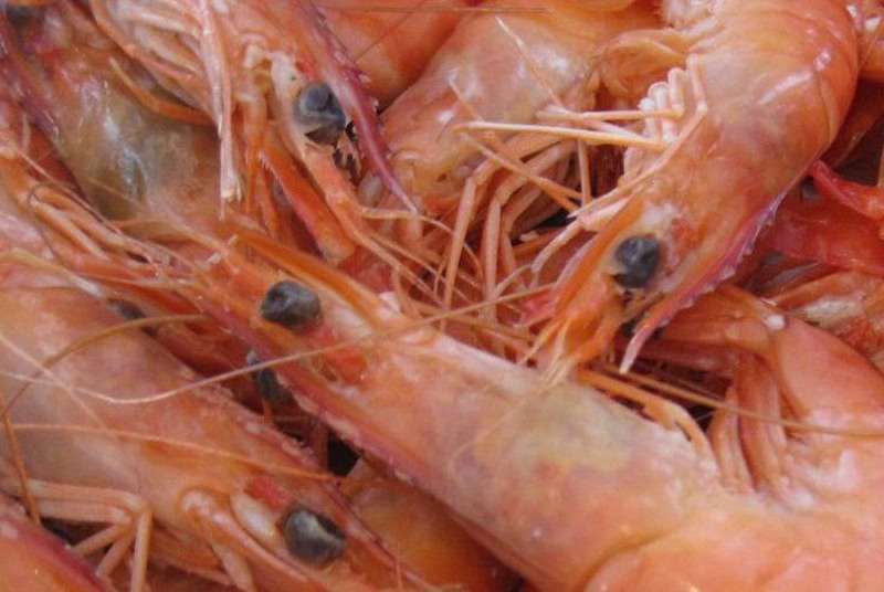 Bientôt, une usine de crevettes à Grand Bassam