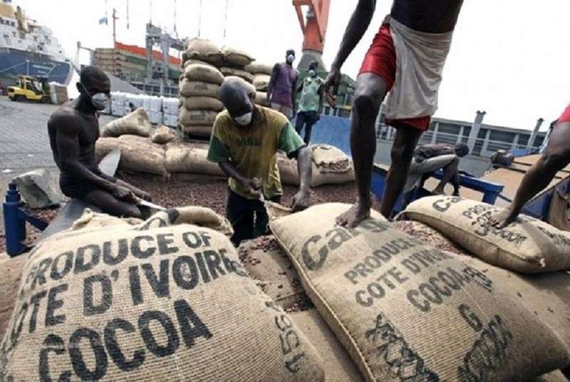 Cacao : 1,174 milliard FCFA distribués aux planteurs ivoiriens pour la campagne 2014.