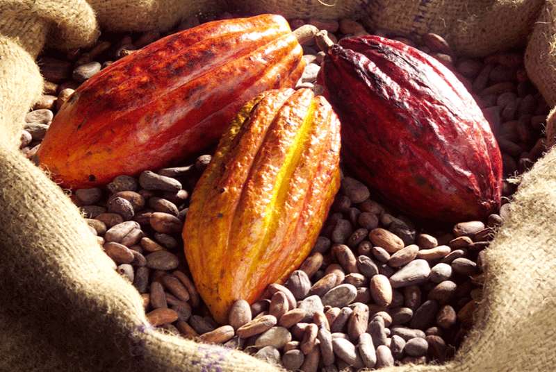 Cacao : Le siège de l’Organisation internationale du cacao bientôt à Abidjan
