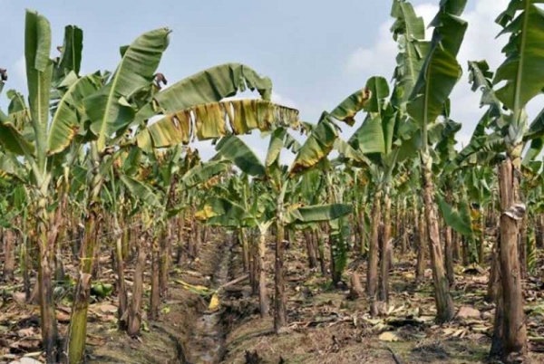 La Côte d’Ivoire reprend sa première place dans la production de banane