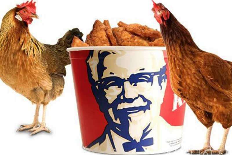 Poulet local non conforme à ses normes, KFC ne s&#039;installe pas à Abidjan